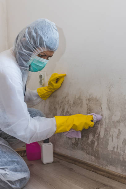 Best Basement Mold Removal  in Salisbury, MD