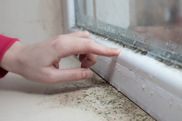 Best Commercial Mold Inspection  in Salisbury, MD